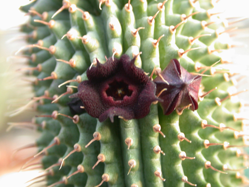hoodia pilifera 03