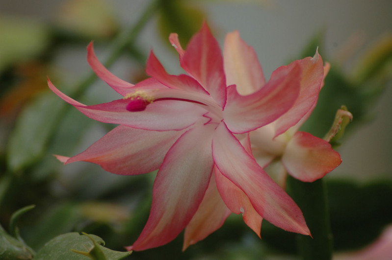 schlumbergera coral cascade 01