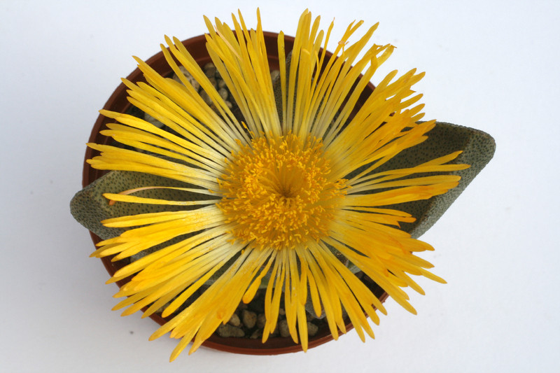 pleiospilus bolusii 1353