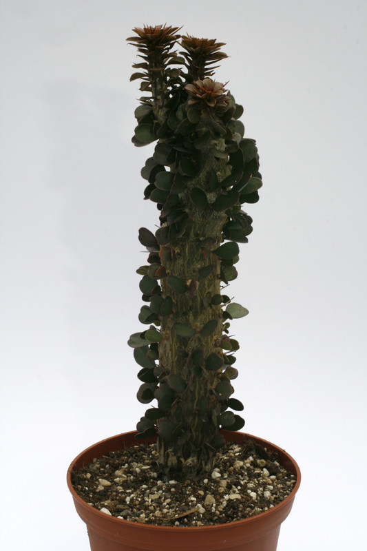 alluaudia procera 8546