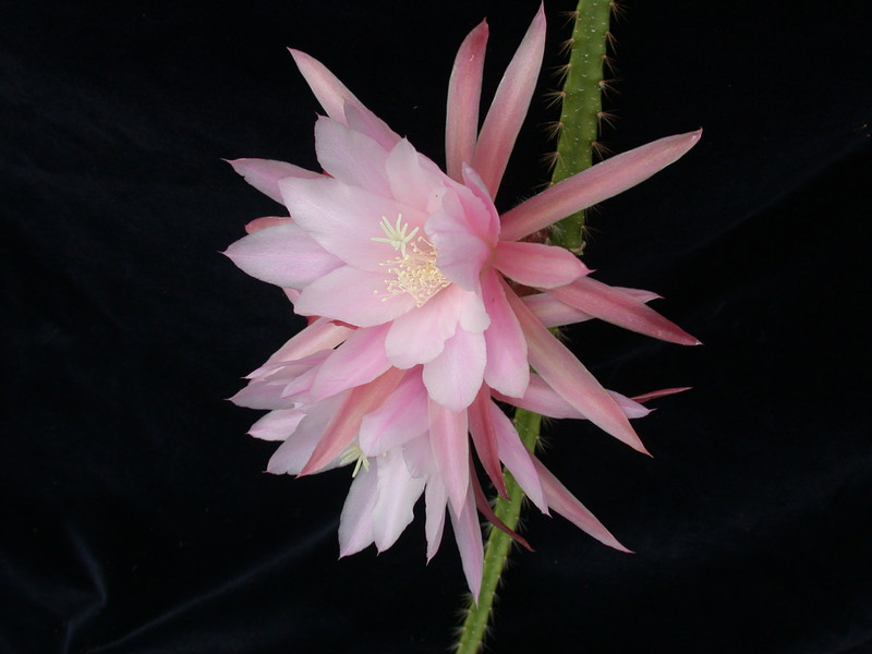 aporocactus tempelfeuer wessner 0394