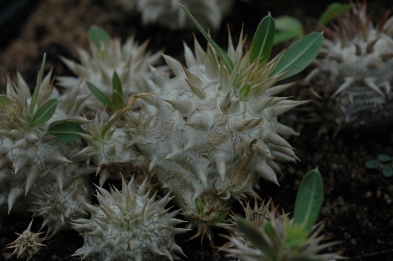 pachypodium eburneum mt ibity 176