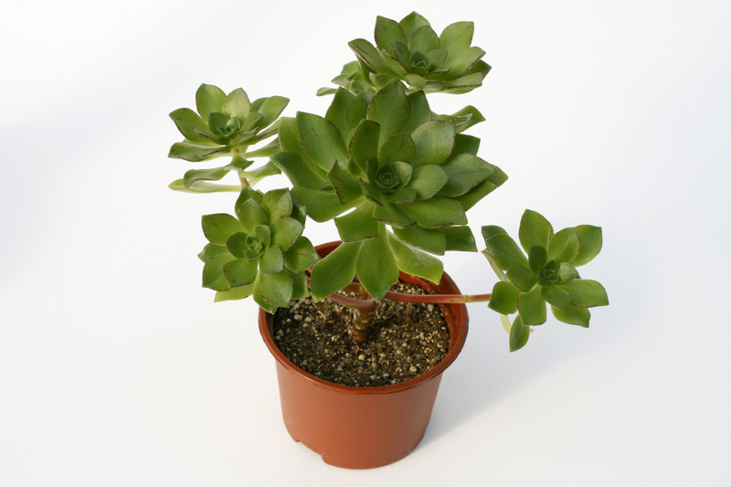 aeonium ciliatum 7203