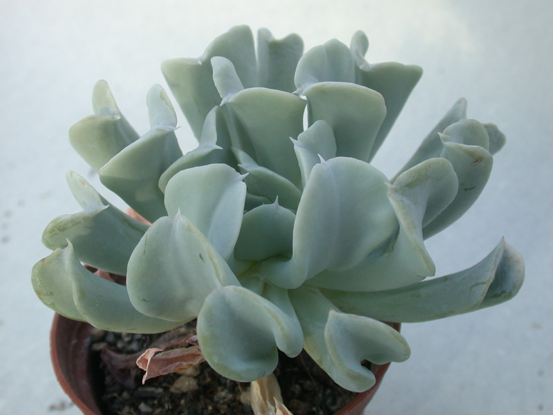echeveria runyonii 9983
