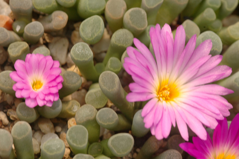 frithia pulchra 03
