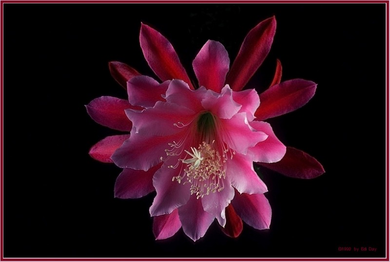 eh bolero 003