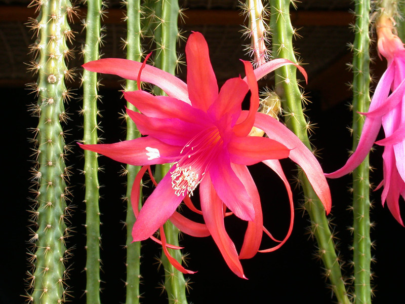 aporocactus sussex flame01