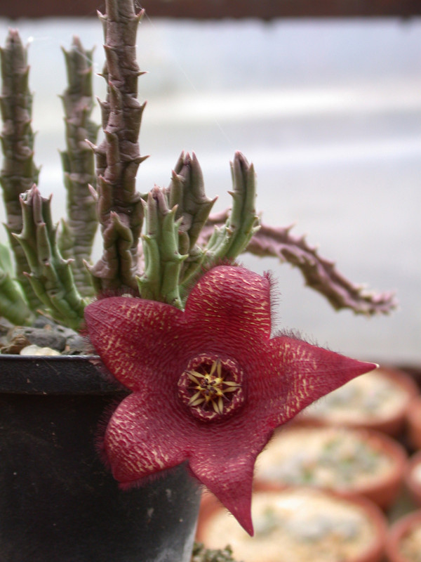 huernia comparabilis 02