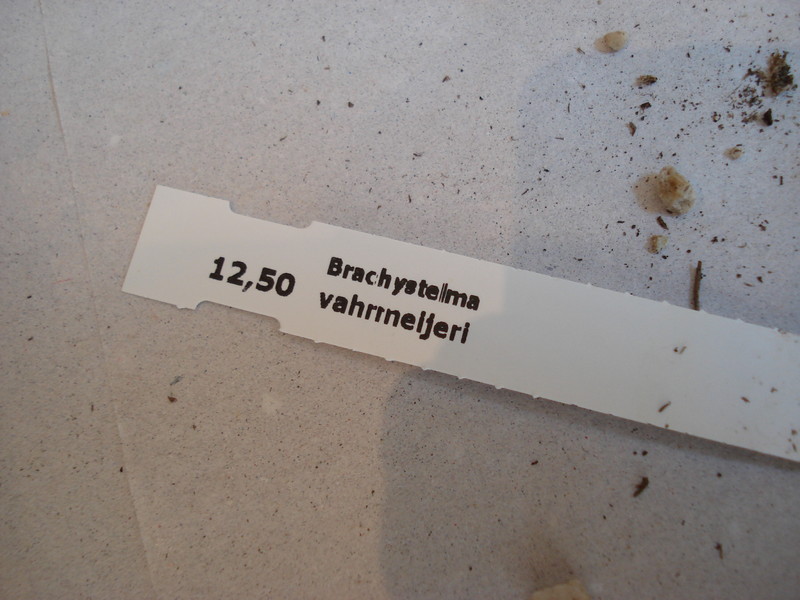 brachystelma vahrmeijeri 160