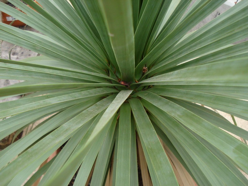 dasylirion graminifolium 03