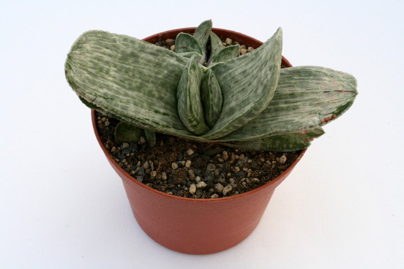gasteria cv brachyphylla 0872