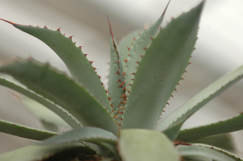 agave flexispina parral 8686