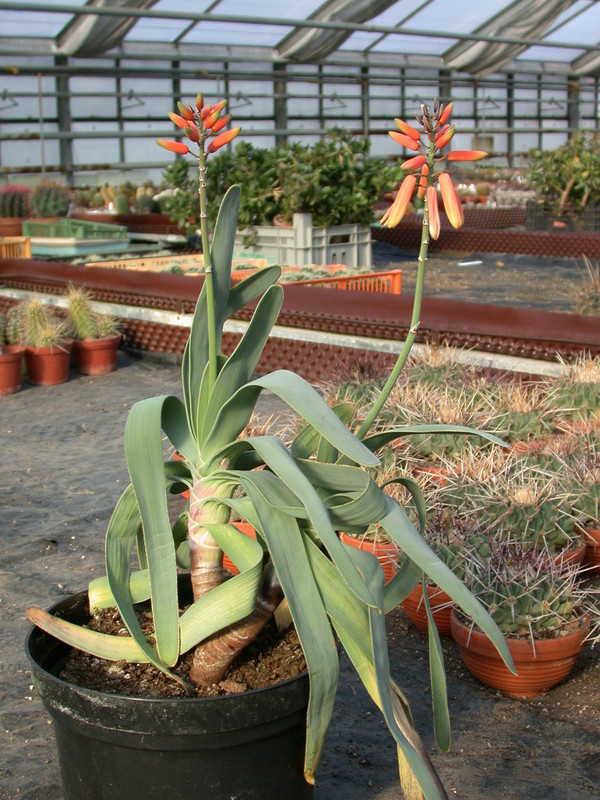 aloe plicatilis1