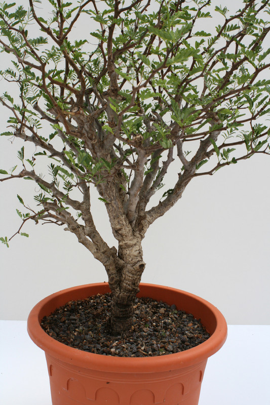 senna meridionalis 70cm 3650