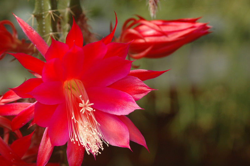 aporocactus lucifer paetz 0655