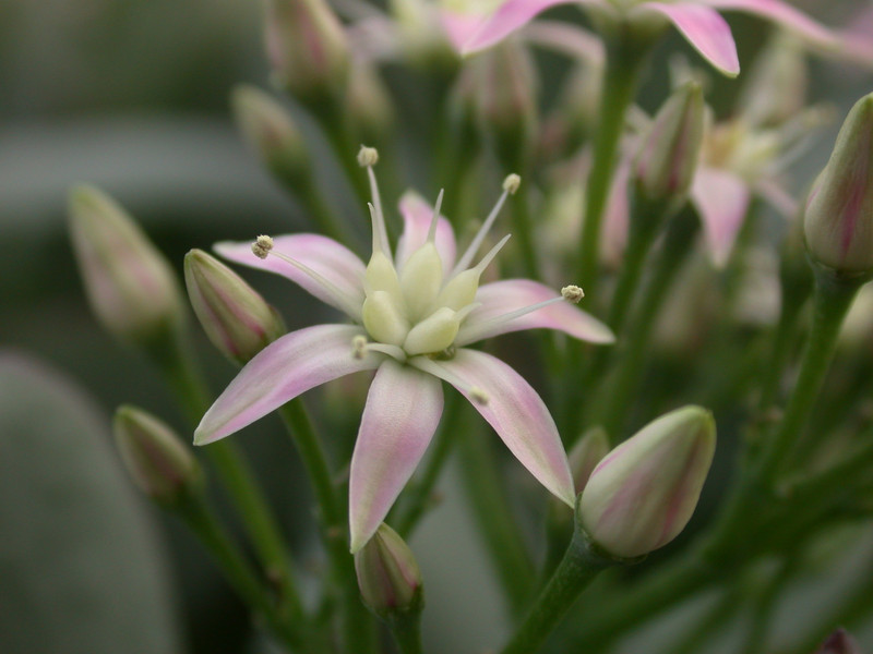 crassula portulacea blue hale 04