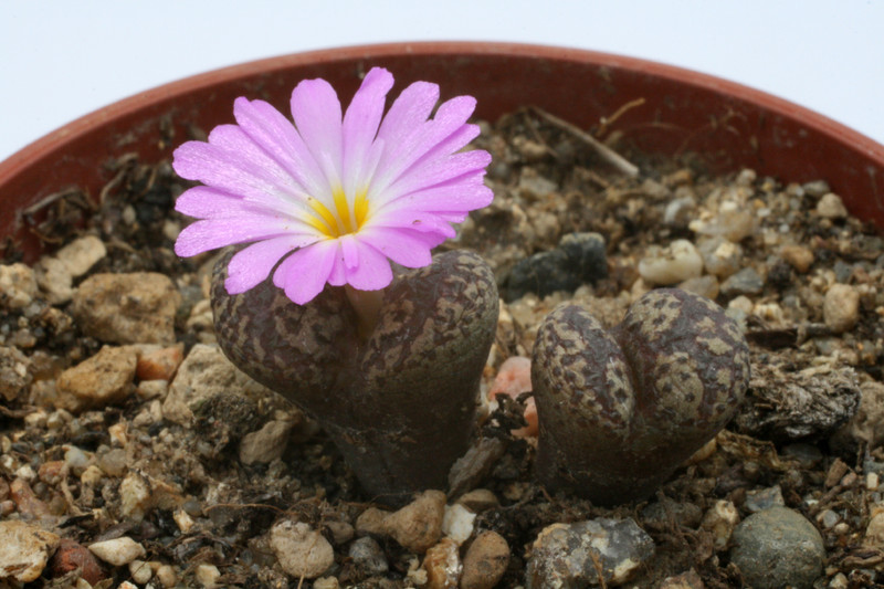 conophytum pellucidum grootberg karkams 2844