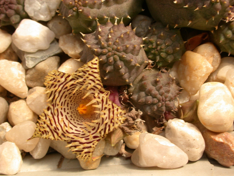 huernia kennedyana 04