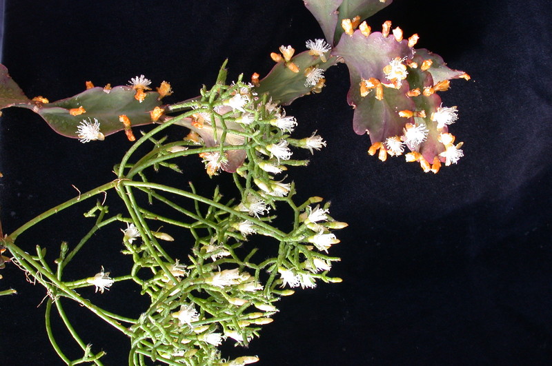 rhipsalis 9118