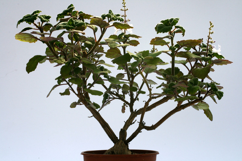 plectranthus ernstii 8134