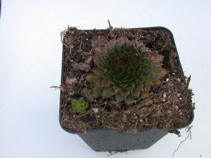 sempervivum neon 5756