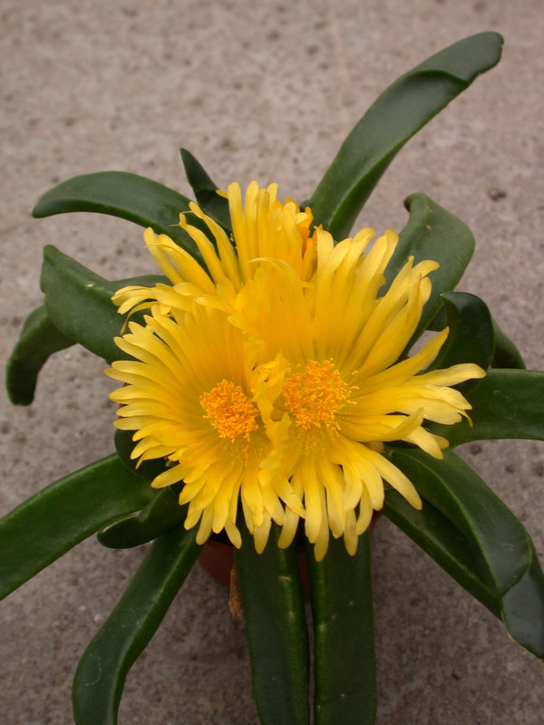 glottiphyllum muhrii 05