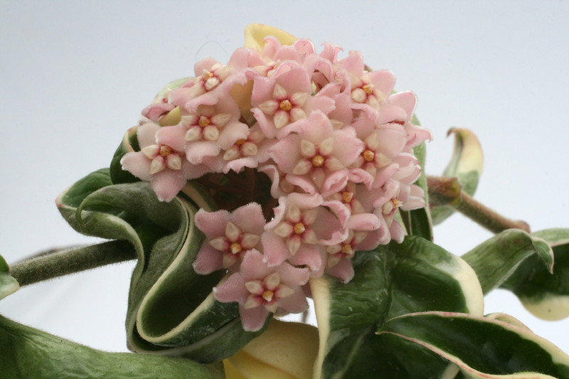 hoya carnosa compacta regalis 9431