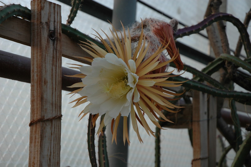 selenicereus grandiflorus aufbluehen 1438