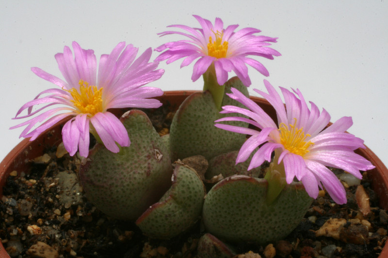 conophytum taylorianum 2800