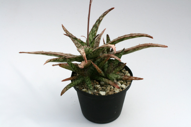 aloe fragilis vohemar 6651