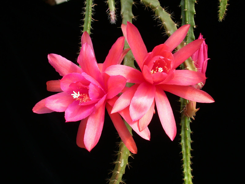 aporocactus rachel o hara01