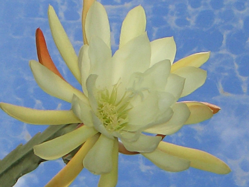eh zaffaria 9931 0397