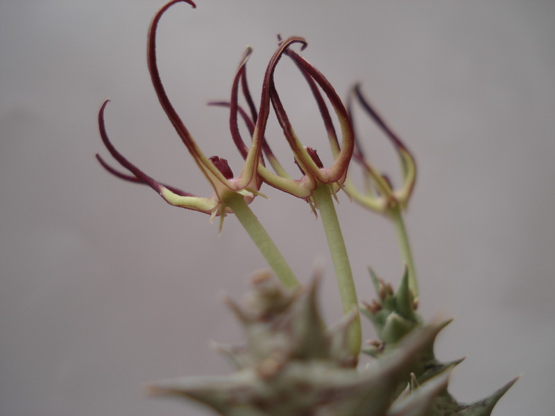 orbea luntii tmom14 7342