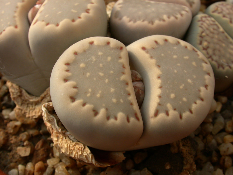 lithops hallii ochracea 03