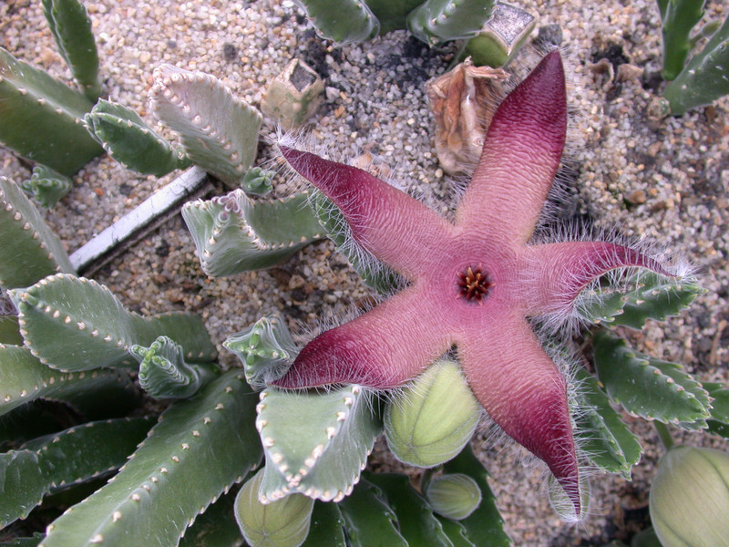 stapelia gigantea2