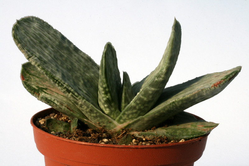 gasteria cv brachyphylla 0874
