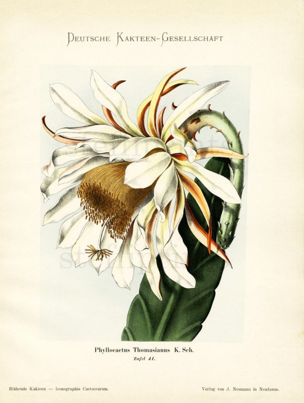 phyllocactus thomasianus aus schumann