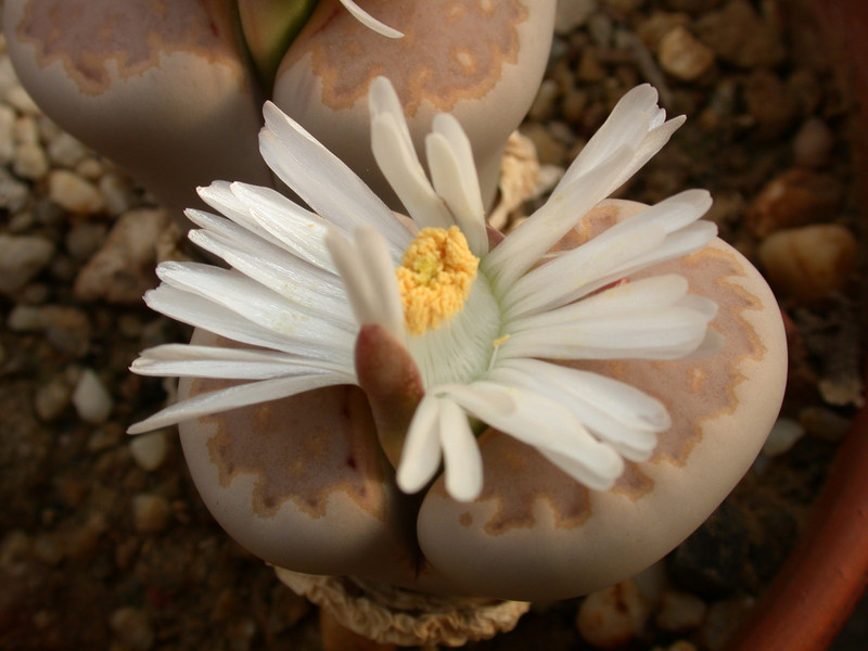 lithops julii c183 03