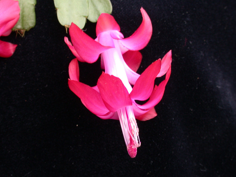 schlumbergera welling cherry 26
