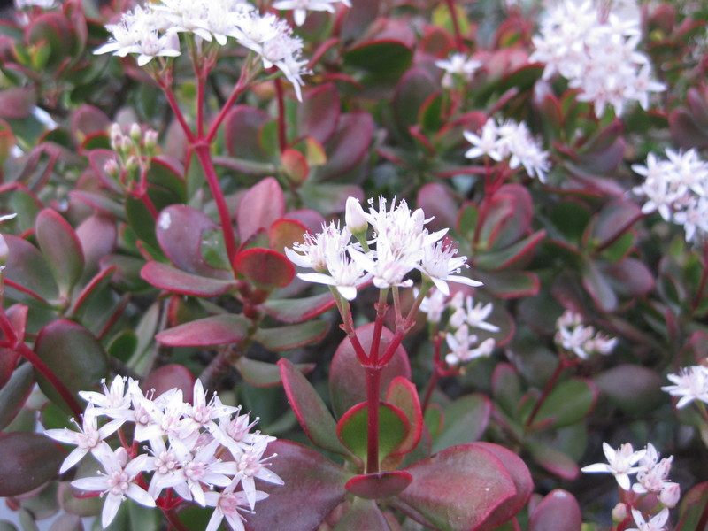crassula ovata 9819