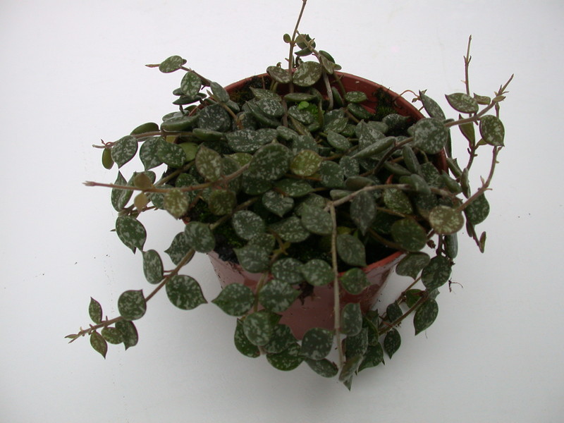 hoya curtisii 3989