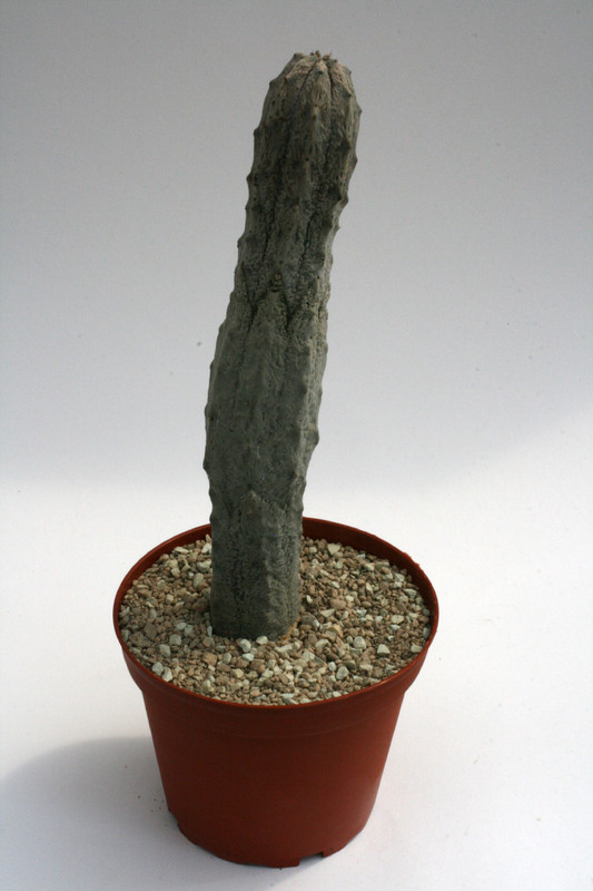 euphorbia abdelcurii 20cm 9537