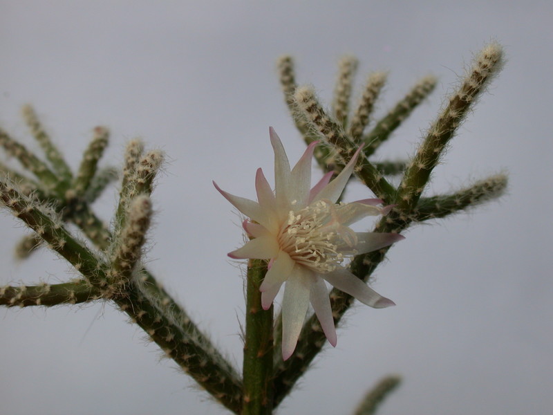 rhipsalis pilocarpa 2041