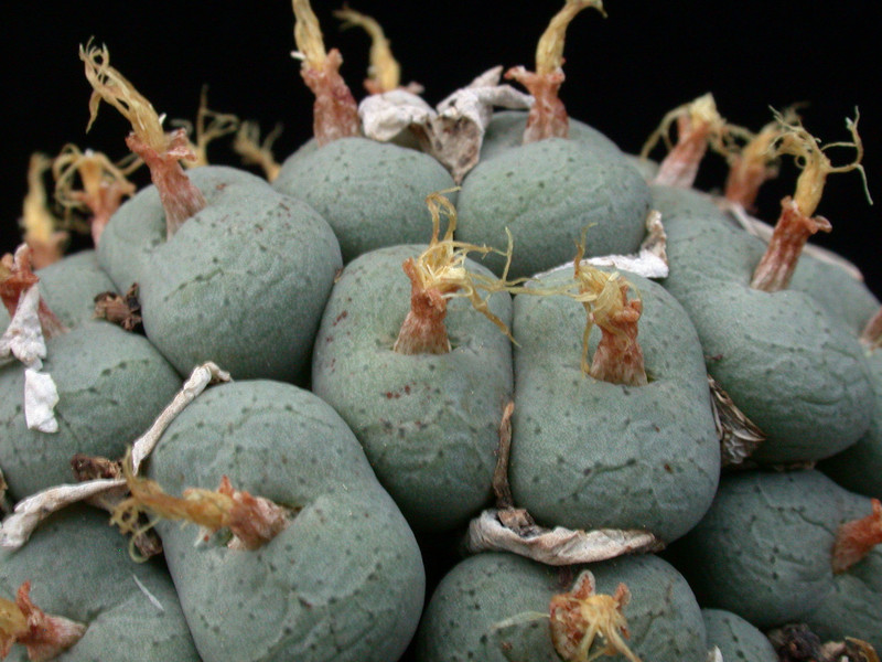 conophytum sp 05