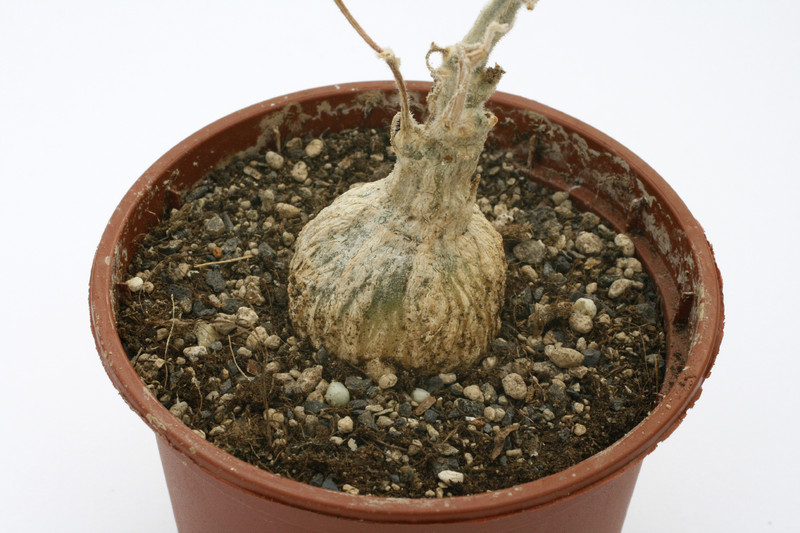 kedrostis leloja 7543