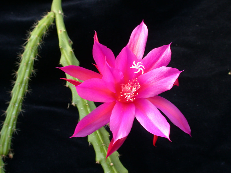 aporocactus blaze 05