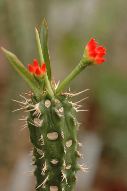 euphorbia vigueri 1075