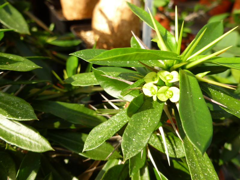 euphorbia mangelsdorffii x geroldii 1030411 bg