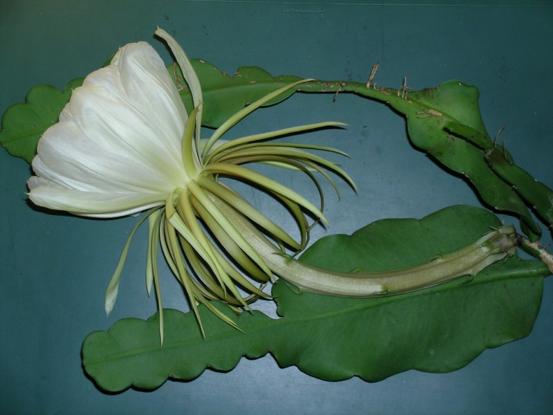 epiphyllum grandilobum 248 BN7807