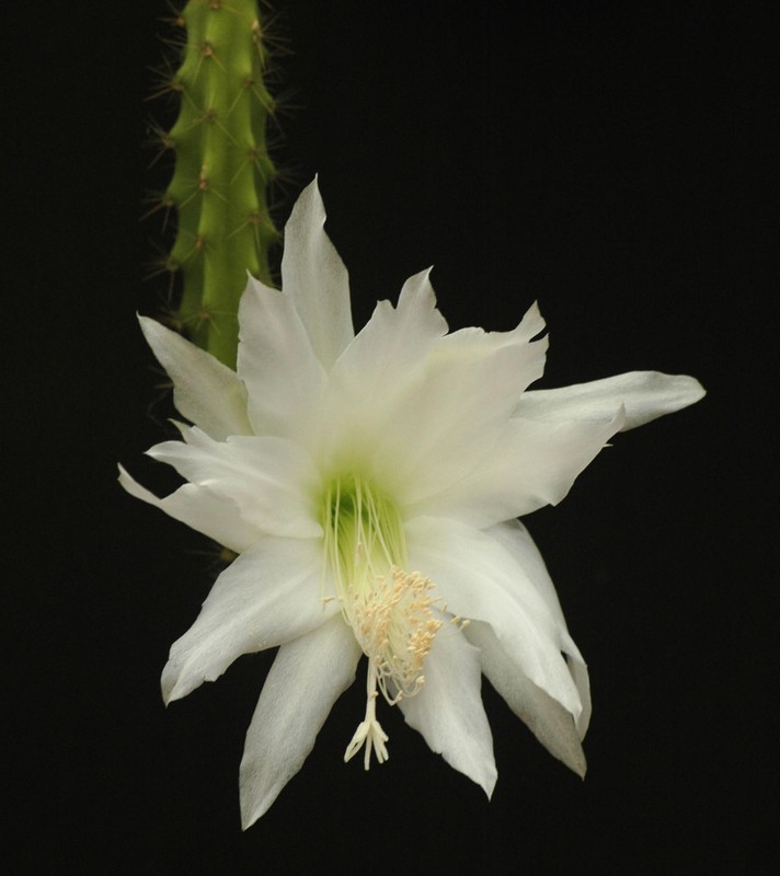 heliocerus speciosus amacamensis 22
